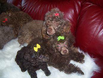 Home - Toy Poodle and Maltese Perfection