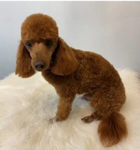 Home - Toy Poodle and Maltese Perfection