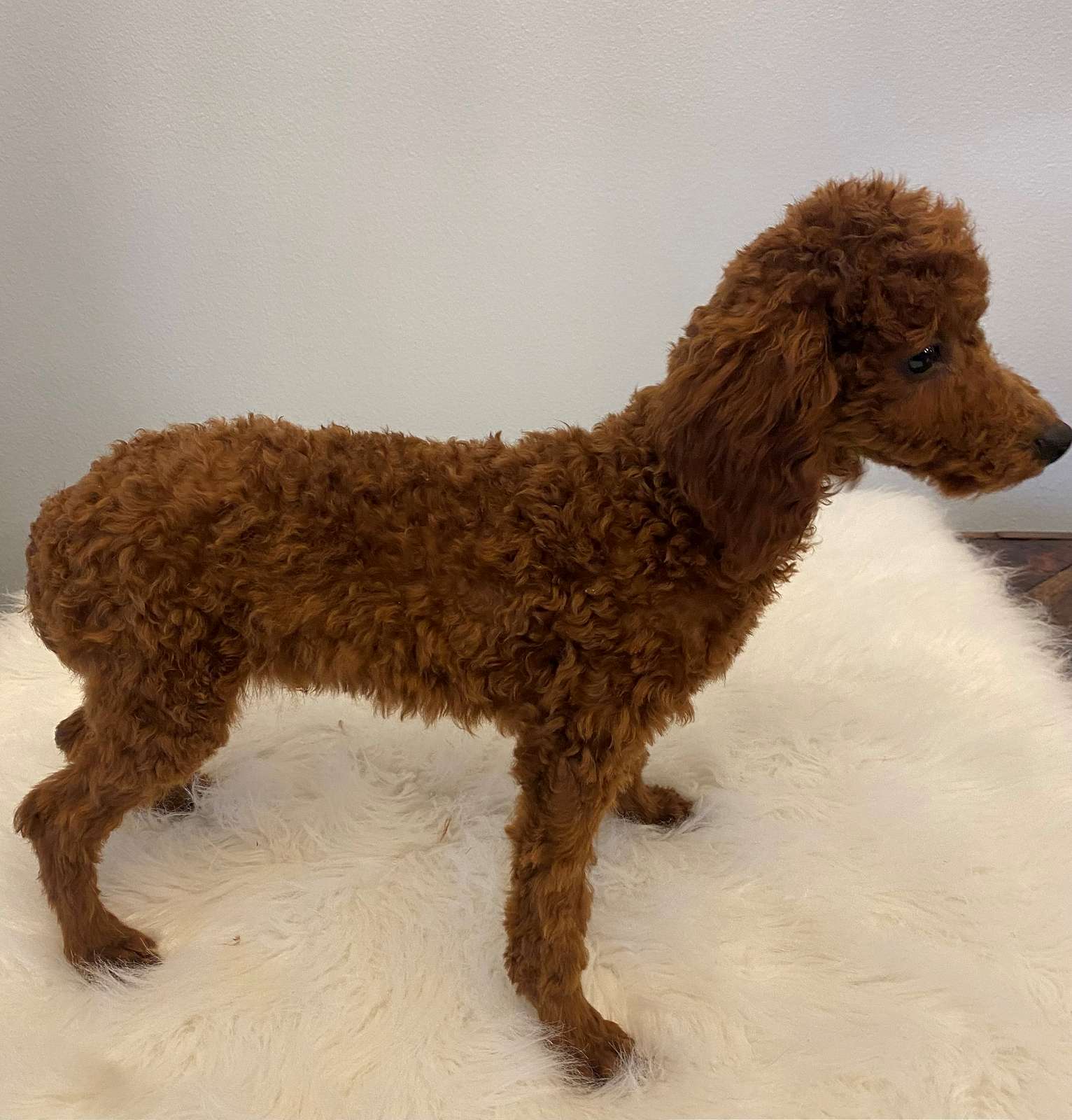 Toy Poodle Puppies For Sale in Arkansas Red Toy For Sale