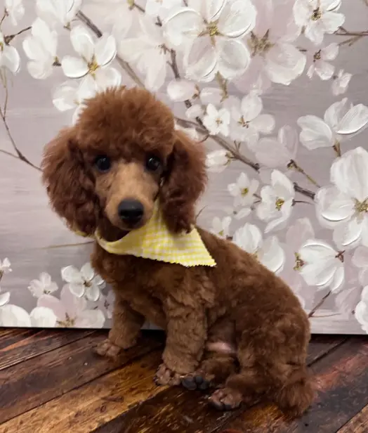 Henry-Red-Toy-Poodle-For-Sale-in-Arkansas-01