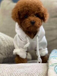 Puppy Breeds Colors Maltipoo Toy Poodle Maltese
