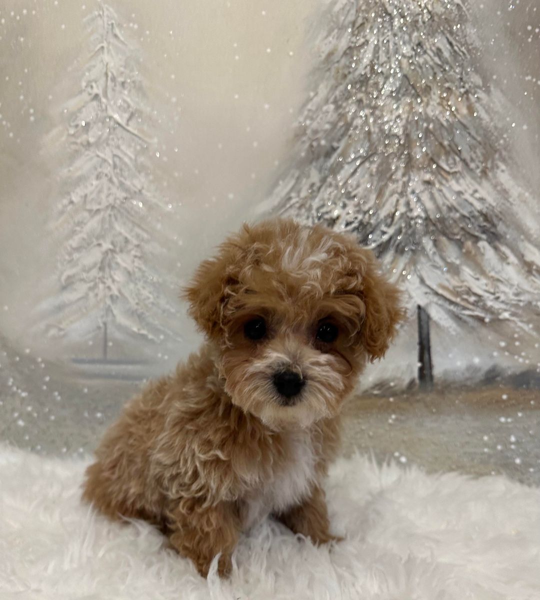 river-maltipoo-for-sale-arkansas-fisher-mtn-puppies