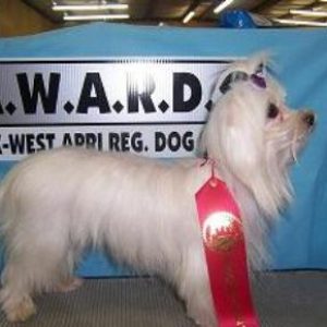 This is Parker, our Male Maltese Being Shown at the Apri Dog Show in Durant, OK