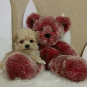 02R Maltipoo Puppy