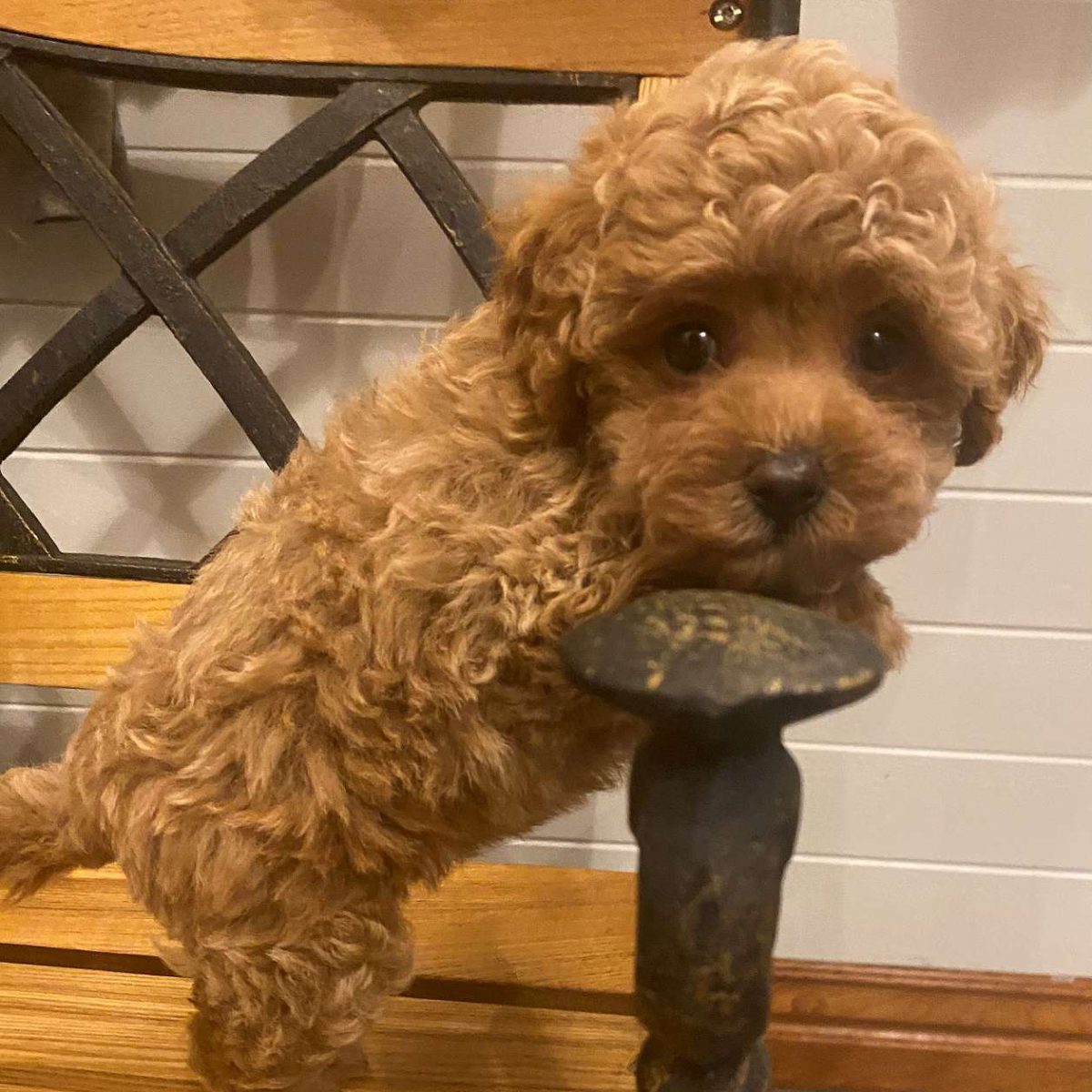 Colby Maltipoo Puppies for Sale in Arkansas 04-1600