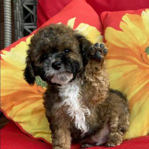 Maltipoo Puppies Hi