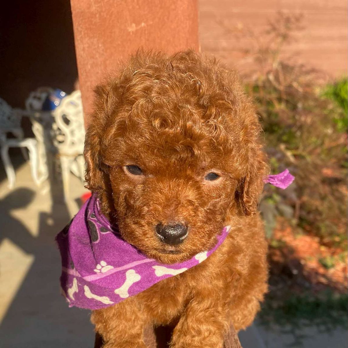 Toy Poodles & Maltipoo Puppies for Sale Fisher Mountain Puppies