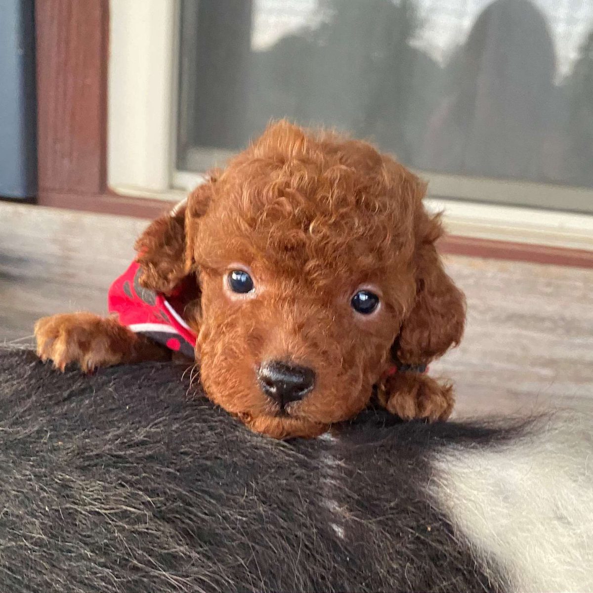 Murphy Toy Poodle Puppies For Sale 03-1600