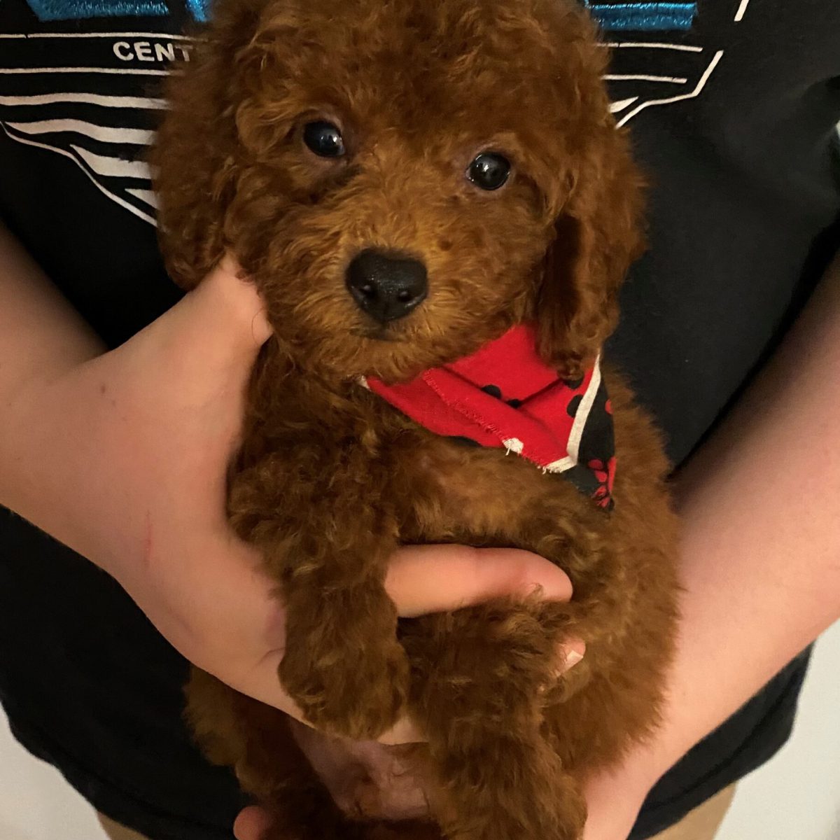 Murphy Toy Poodle Puppies For Sale in Arkansas 02-1600