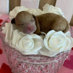 newborn-chocolate-red-Maltipoo-puppies