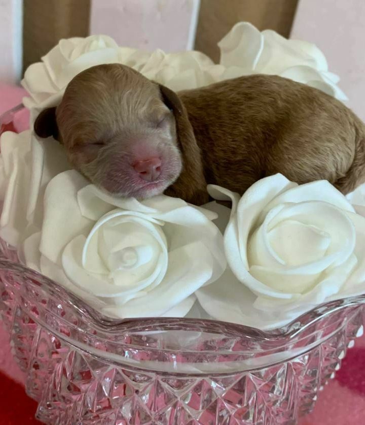 newborn-chocolate-red-Maltipoo-puppies